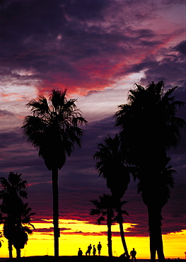 Los Angeles, Venice, Beach & Palms At Sunset