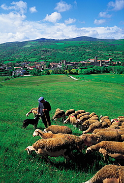 France, Aveyron, Sheep At Sainte-Eulalie