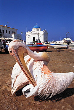 Mykonos, Old Tame Pelican, Greece