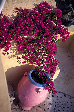 Santorini, Ia, Flowers, Greece