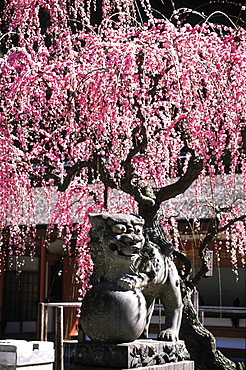 Japan, Okinawa, Kanzeon Temple At Spring