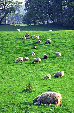 Ireland, Connemara, Sheeps Grazing