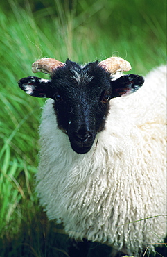 Ireland, Connemara, Sheep Portrait