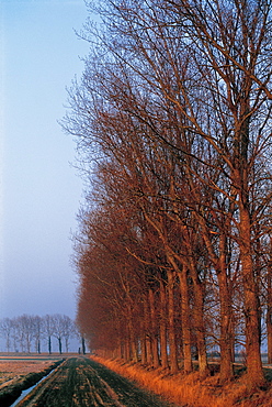 Alley Of Trees