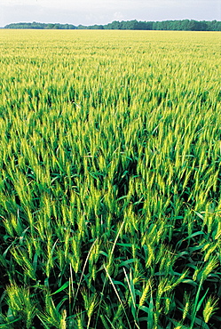 Barley Field, Normandy, France