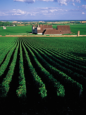 Clos Vougeot, Vineyard In Summer, Burgundy, France