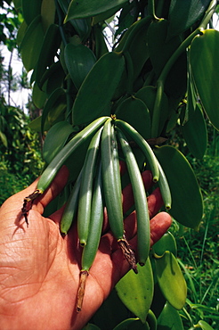 Vanilla Ripening, Reunion