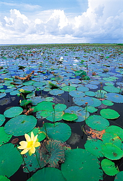 Close Up, Lake Ochekobee, Florida, Usa