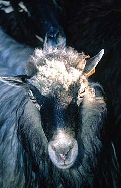 France, Corsica, Village Of Murato, Grey Corsican Female Sheep