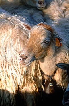 France, Corsica, Purato, Corsican Female Sheep Bearing Bell At Canioni Farm