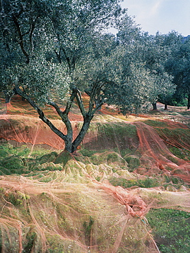 France, Corsica, South, Santa Lucia Di Talla Village, Nets Laid On Ground To Gather Fallen Olives