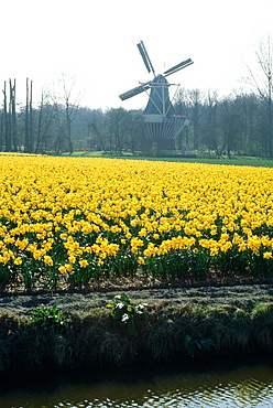 Netherlands, Country, Keukenhof Flowers Fields At Spring (Daffodils And Tulips) And Windmill