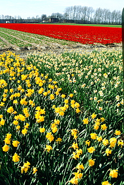 Netherlands, Country, Keukenhof Flowers Fields At Spring (Daffodils And Tulips) 