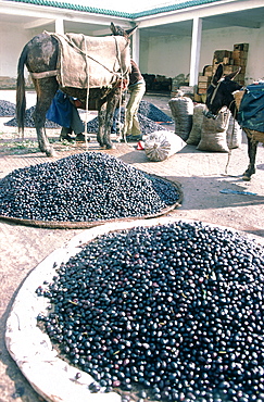 Morocco, Safi, Medina, The Olives Market In Winter After Cropping