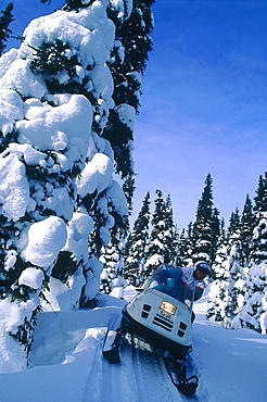 Canada, Quebec In Winter, Otish Mountains, Snowmobile Raid, Pines Forest 