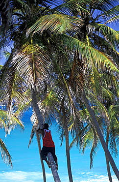 Caribbean, West Indies, Barbados, East Coast, Bottom Bay Beach