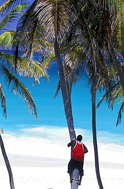 Caribbean, West Indies, Barbados, East Coast, Bottom Bay Beach