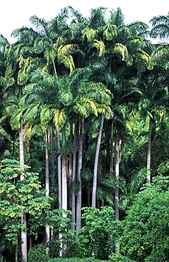 Caribbean, West Indies, Barbados, Cluster Of Royal Palms 