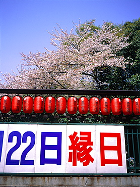 Japan, Tokyo, Entrance Of A Shinto Shrine At Spring, Cherry Blossoms At Rear