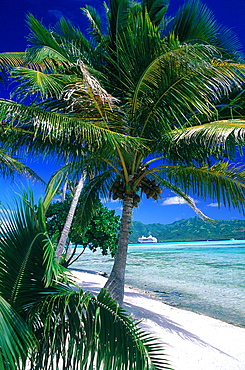 French Polynesia, The Leeward Islands (Iles Sous-Le-Vent), Tahaa Island, View Of Mainland From An Islet (Motu), Cruise Liner Anchored At Back