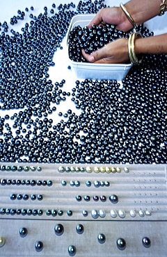 French Polynesia, In Tahiti Papeete Woman Sorting Black Pearls Of The Last Yearly Crop