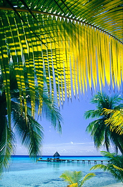 French Polynesia, Tuamotus Archipelago, Rangiroa At Oll, Kia Ora Pier On Lagoon Framed By Coconut Palms