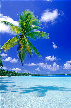 French Polynesia, Tuamotu Archipelago, Takapoto At Oll, Palm Lining The Lagoon