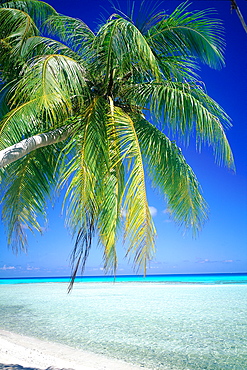 French Polynesia, Tuamotu Archipelago, Rangiroa At Oll, Kia Ora Sauvage Beach And Palm At The Lagoon