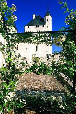 France, To Uraine Val-De-Loire, In Dre-Et-Loire, Le Riveau Castle, Facade On Park, Roses Pergolos Angeles, Open To The Public