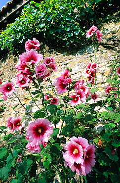 France, To Uraine Val-De-Loire, In Dre-Et-Loire, La Deviniere, Now A Museum Was The House Of French Writer Rabelais (Author Of Gargantua), Close Uip On Roses Tremieres