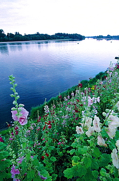 France, To Uraine Val-De-Loire, In Dre-Et-Loire, The River Loire Near Chinon, Flowers Roses Tremieres At Fore, 