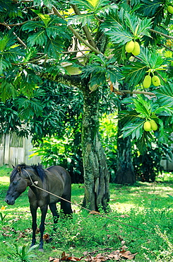 French Polynesia, Marquesas Archipelago, Fatu-Hiva Island, Horse Under A Breadfruit Tree