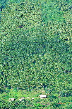 French Polynesia, Marquesas Archipelago, Nuku-Hiva Island, Taipi Vai Valley, Overview On The Palm Plantations