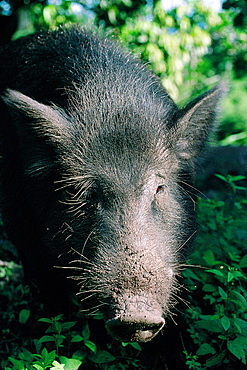 French Polynesia, Marquesas Archipelago, Ua-Pou Island, Local Black Pig Portrait