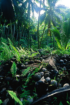 French Polynesia, Marquesas Archipelago, Nuku-Hiva Island, Taipi Vai Valley, Coconut Palm Plantation