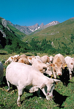 Cows on alpine pasture, Savoie, France, Europe