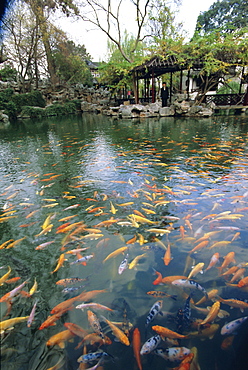 Carp pond, Suzhou, China