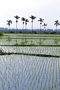 Rice fields, Taitung, Taiwan, Republic of China, Asia