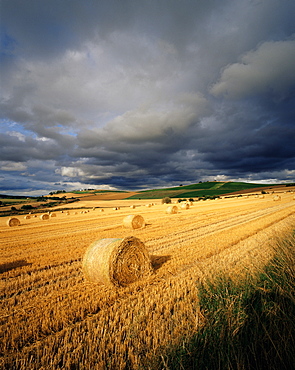 Hay bales, near Avoch, Black Isle, Highlands, Scotland, United Kingdom, Europe