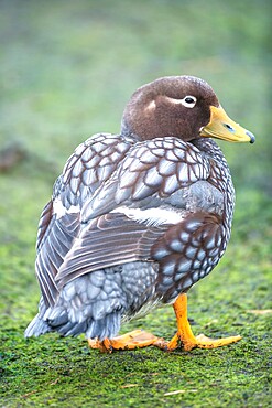 Steamer duck (Tachyeres brachypterus), Sea Lion Island, Falkland Islands, South America