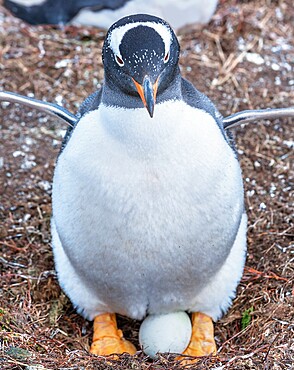 Gentoo penguin (Pygoscelis papua papua) sitting on egg, Sea Lion Island, Falkland Islands, South America