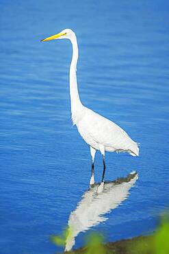 Great white egret (Ardea alba) looking for food, Sanibel Island, J.N. Ding Darling National Wildlife Refuge, Florida, United States of America, North America