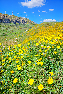 Wild flowers blooming and in the background wind turbines, Realmonte, Agrigento, Sicily, Italy