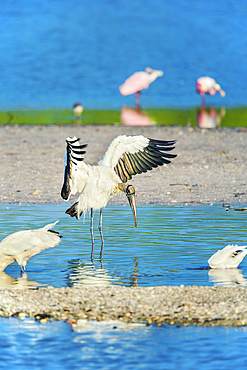 Wood Stork (Mycteria Americana) and Roseate Spoonbills (Platalea ajaja) fishing, Sanibel Island, J.N. Ding Darling National Wildlife Refuge, Florida, USA