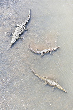 American Crocodiles (Crocodylus acutus) bathing, Tarcoles river, Jaco, Costa Rica