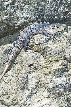 Black spiny tailed Iguana (Ctenosaur similis) crawling, Manuel Antonio National Park, Puntarenas Province, Costa Rica.