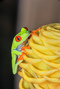 Red eyed tree frog (Agalychins callydrias) on yellow flower, Costa Rica