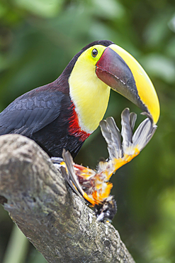 Chestnut-mandibled Toucan (Ramphastos swainsonii) feeding on a smaller bird, Sarapiqui, Costa Rica, Central America