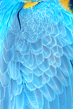 Feathers of a blue and gold macaw (Ara ararauna), Costa Rica, Central America