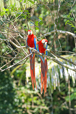Scarlet Macaws (Ara macao) perching on a tree, Corcovado National Park, Osa Peninsula, Costa Rica